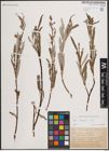 Foto von Salix eleagnos Scop.